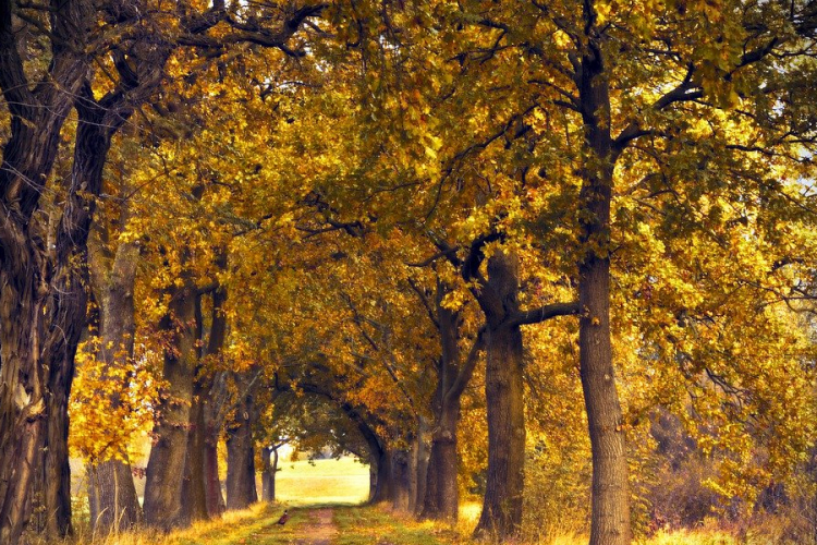 A növekvő légköri szén-dioxidra fotoszintézisük növelésével válaszolnak az idős tölgyfák