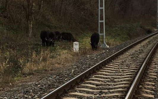 Fekete bivalyok kószáltak el Balatonakarattyán